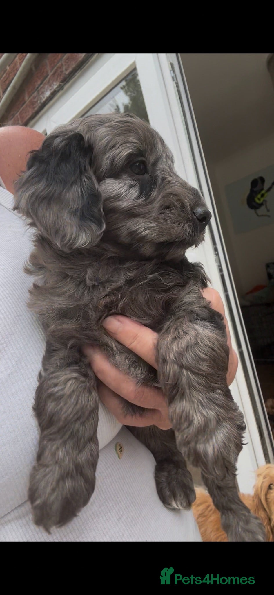 Labradoodle dogs Mini Labradoodle puppy’s  - Advert 1