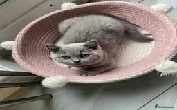 British Shorthair cats for sale: British shorthair kittens  - Image 3