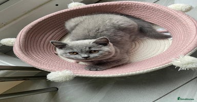 British Shorthair cats - Advert 4
