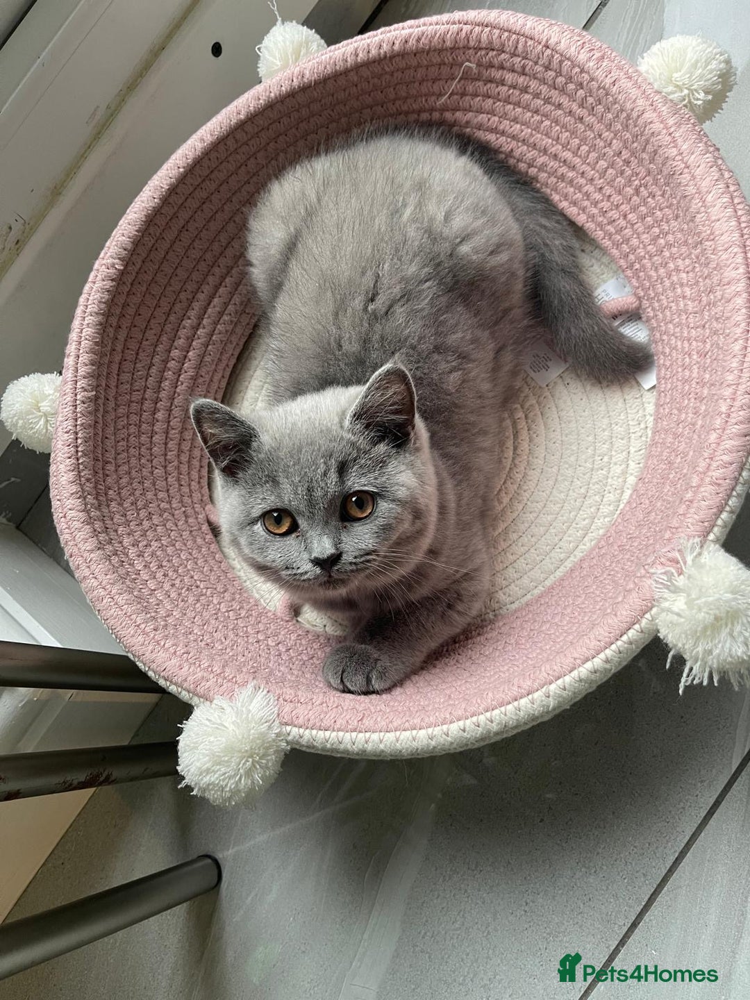 British Shorthair cats for sale: British shorthair kittens  - Image 3