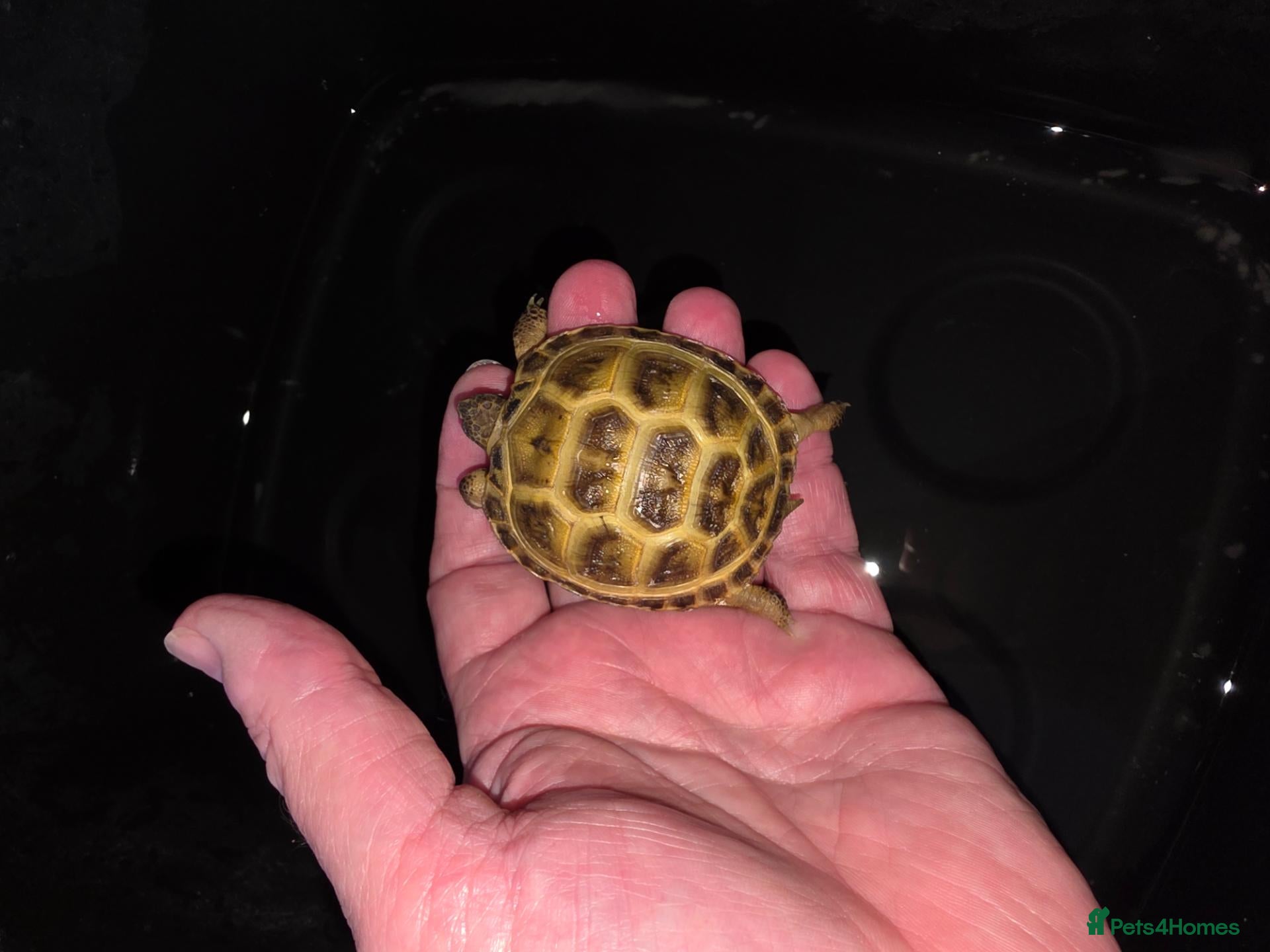 Tortoise reptiles Baby horsefield tortoise with full set up - Advert 1