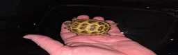 Tortoise reptiles for sale: Baby horsefield tortoise with full set up - Advert 1