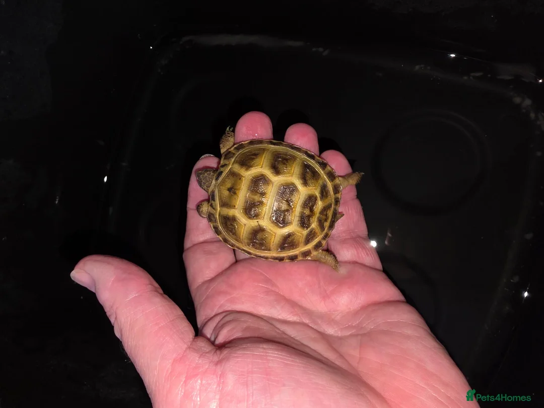 Tortoise reptiles for sale: Baby horsefield tortoise with full set up - Advert 1