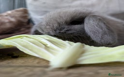 Mini Lop rabbits for sale: Mini Lops £70  - Advert 3