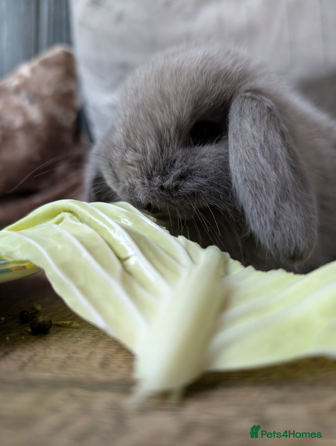 Mini Lop rabbits for sale: Mini Lops £70  - Advert 3