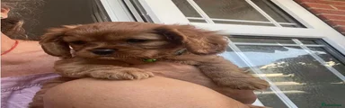 Cavalier King Charles Spaniel 2