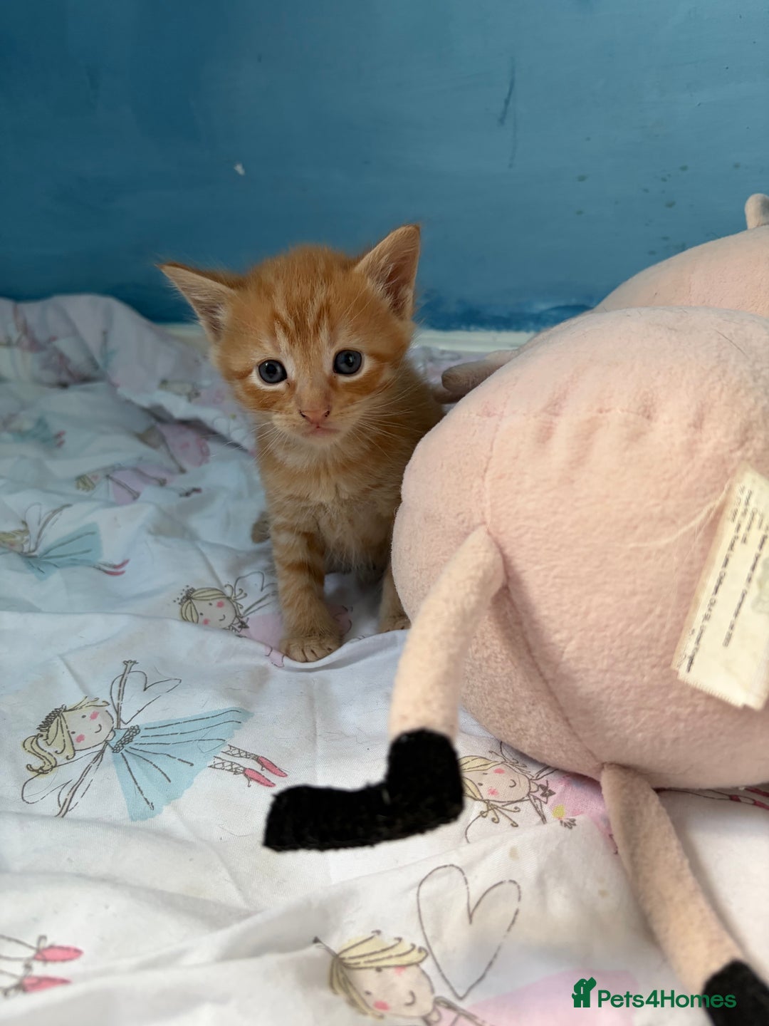 Maine Coon cats for sale: Maine coon mix kittens  - Advert 23