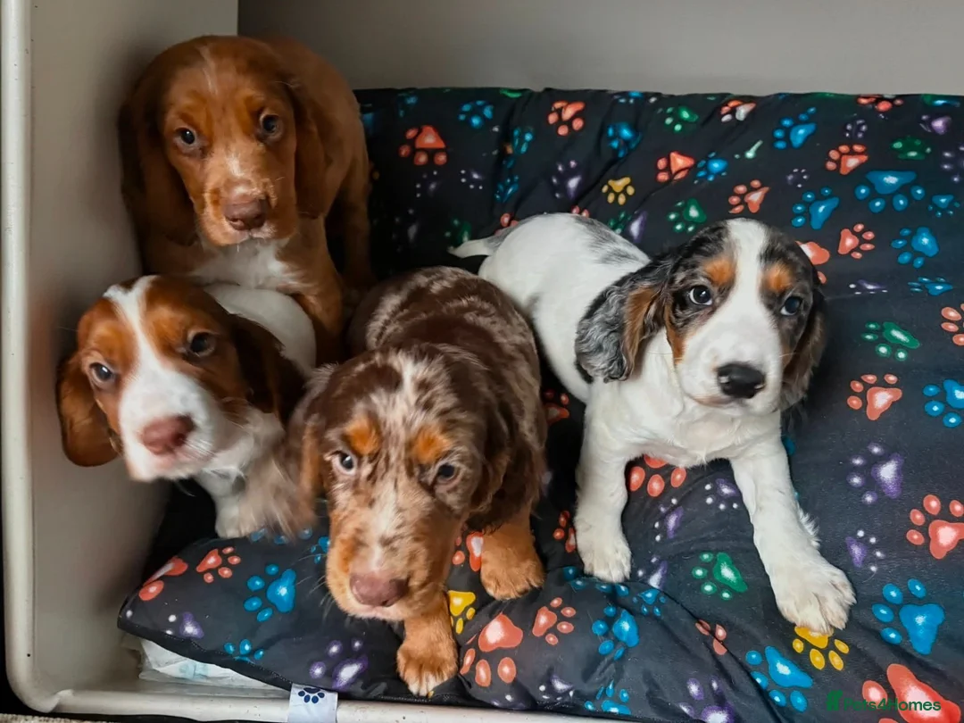 Cocker Spaniel dogs for sale: KC cocker spaniel puppies.  - Advert 1