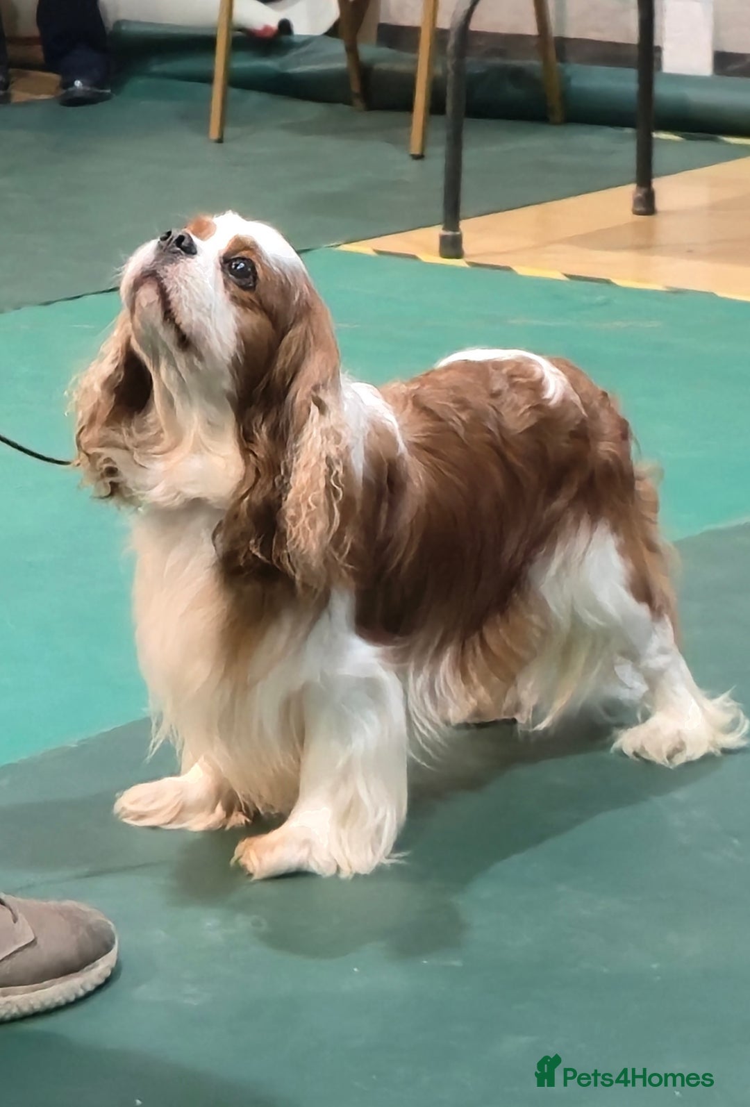 Cavalier King Charles Spaniel dogs for stud: Health Tested Stud Dog in Chesterfield - Advert 3