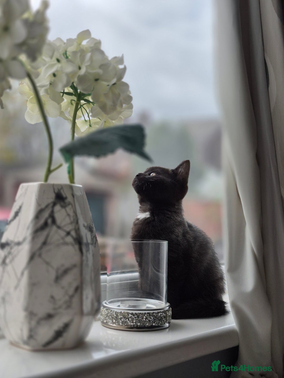 British Shorthair cats for sale: BSH cross  - Advert 2