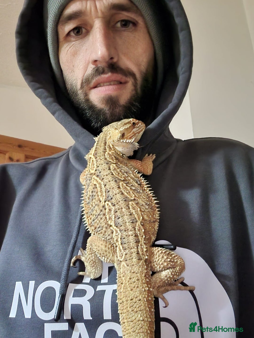 Bearded Dragon reptiles for sale: Male Bearded dragon and enclosure. - Image 9