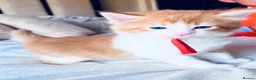 Mixed Breed cats for sale: X4 male kittens  in Hornsea - Advert 8