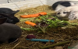 Mini Lion Lop rabbits for sale: lionlop baby bunny’s  - Image 11