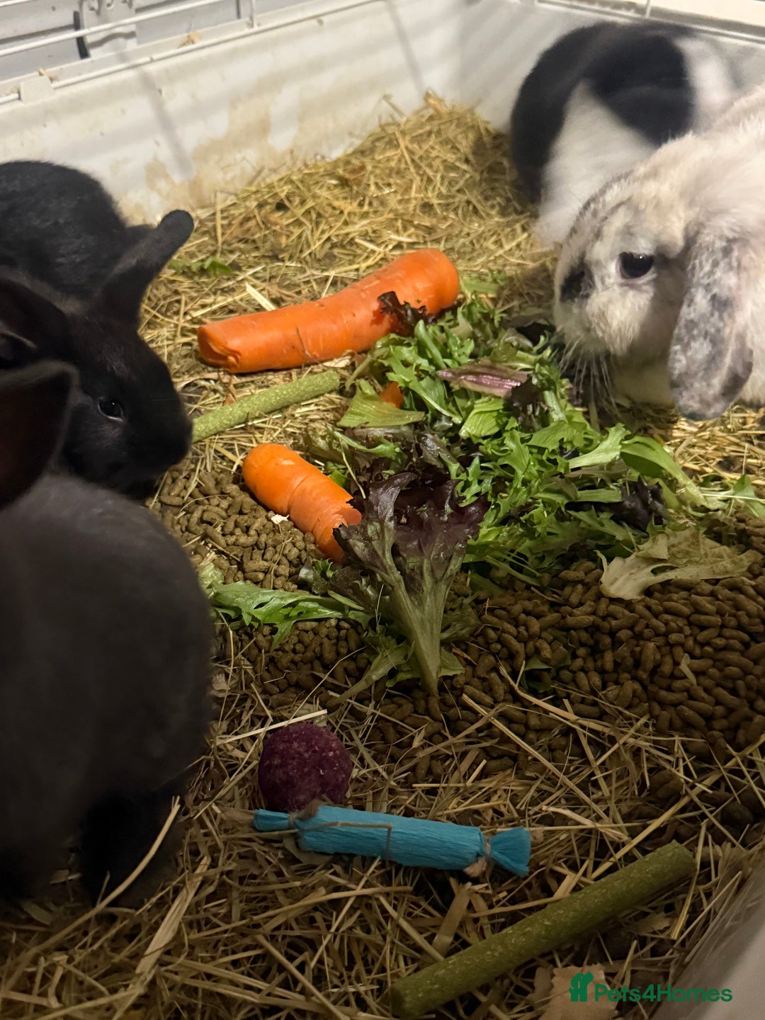 Mini Lion Lop rabbits for sale: lionlop baby bunny’s  - Image 11