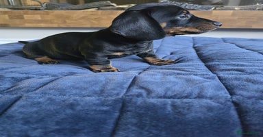 Miniature Dachshund dogs - Advert 8