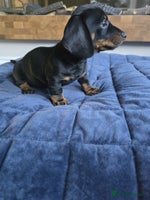 Miniature Dachshund dogs - Advert 4