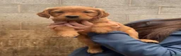 Golden Retriever dogs for sale: Beautiful litter of golden retriever puppies  in Bolton - Advert 4