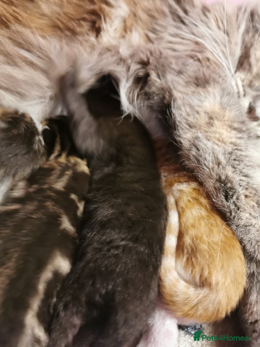 Mixed Breed cats for sale: Maine coon cross kittens for sale - Advert 2