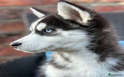 Siberian Husky dogs for sale: Siberian husky puppies - Image 17