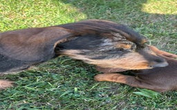 Miniature Dachshund dogs for sale: Miniature Wire Haired Dachshund  - Image 36