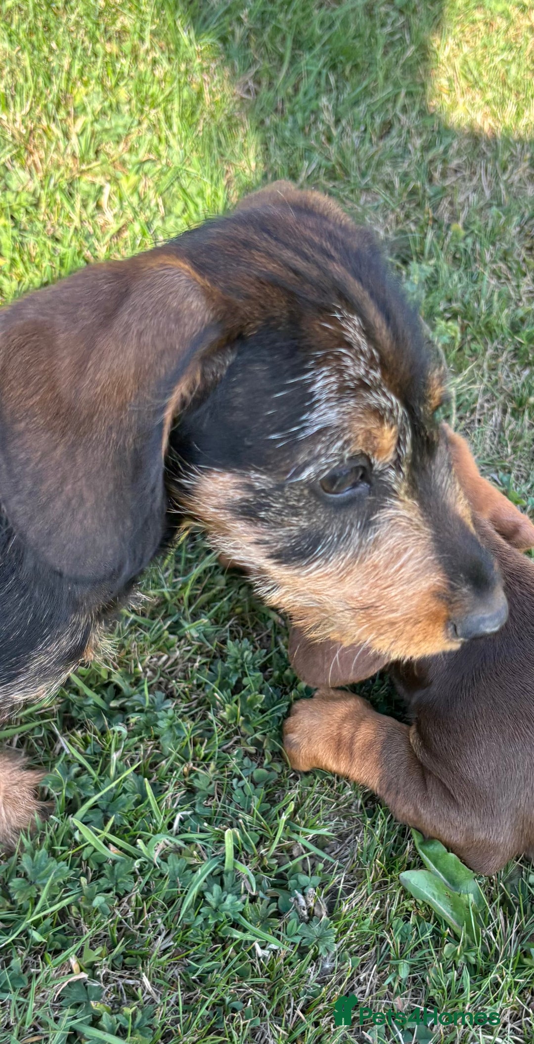 Miniature Dachshund dogs for sale: Miniature Wire Haired Dachshund  - Image 36