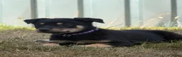 Australian Kelpie dogs for sale: Pure Bred Kelpie pups - Advert 14