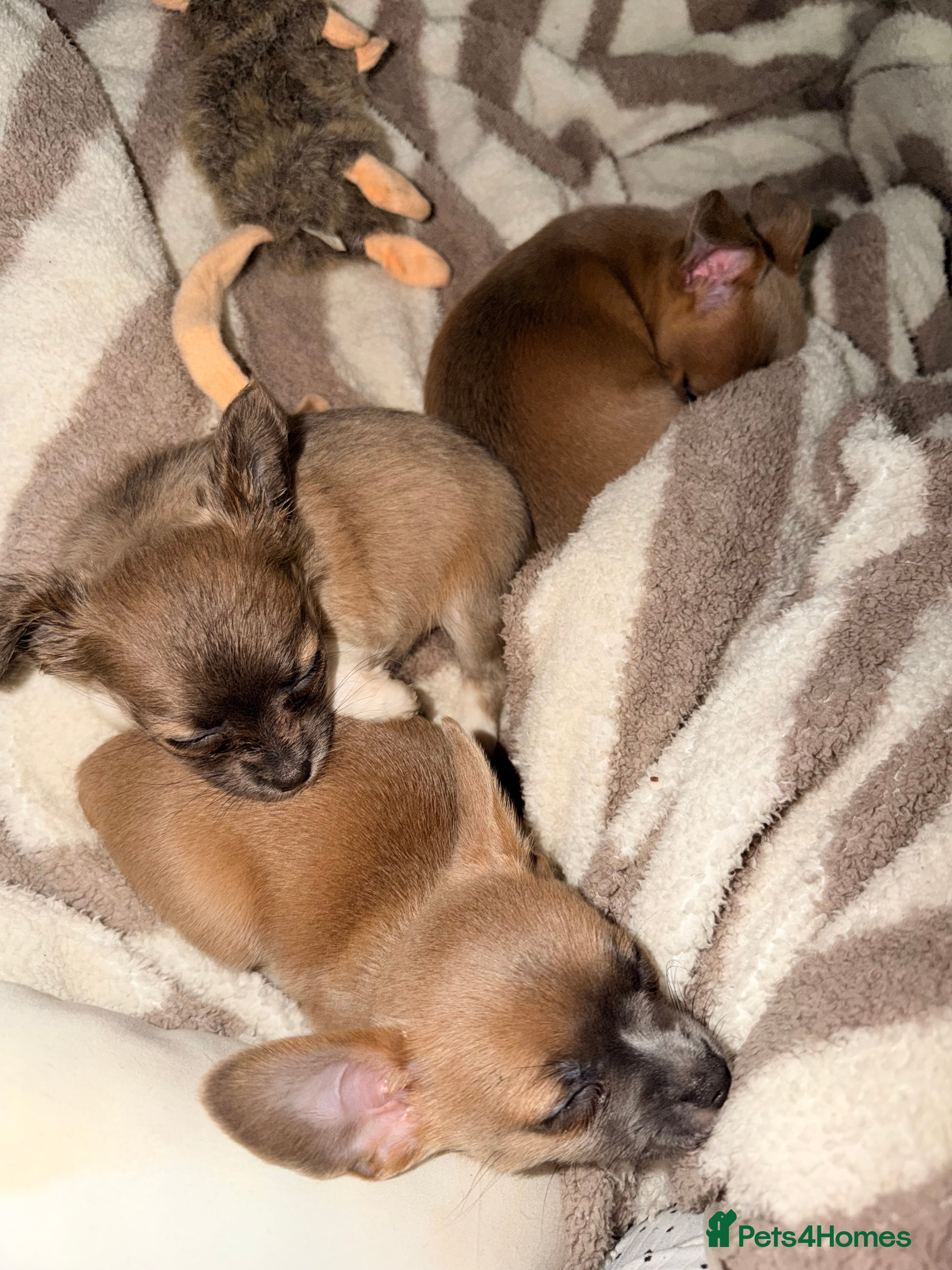 Mixed Breed dogs bulluahua Puppies  - Advert 2