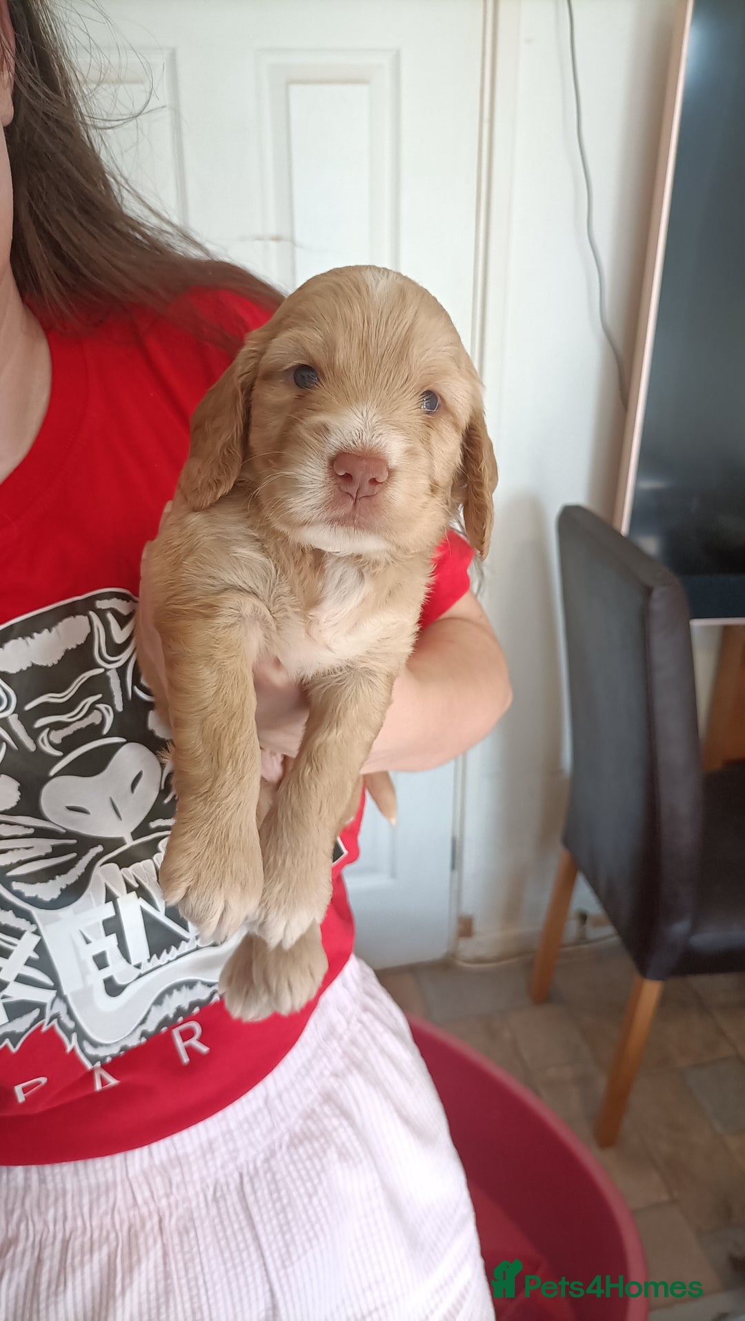 Cockapoo dogs for sale: Cockapoo F1B - Image 2