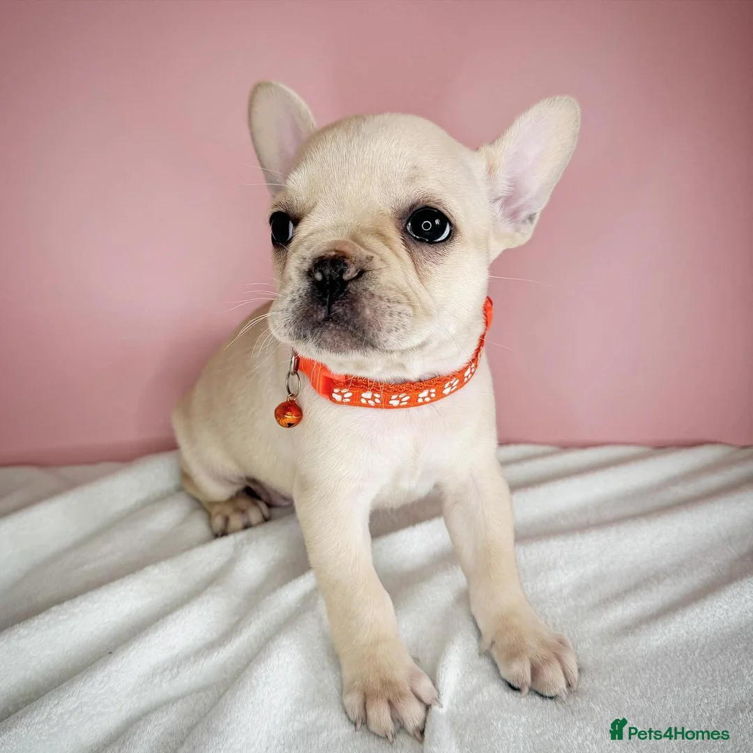 French Bulldog dogs for stud: 🔥 PLATINUM LILAC & TAN FLUFFY - WELL PROVEN- KC   in Blackpool - Advert 25