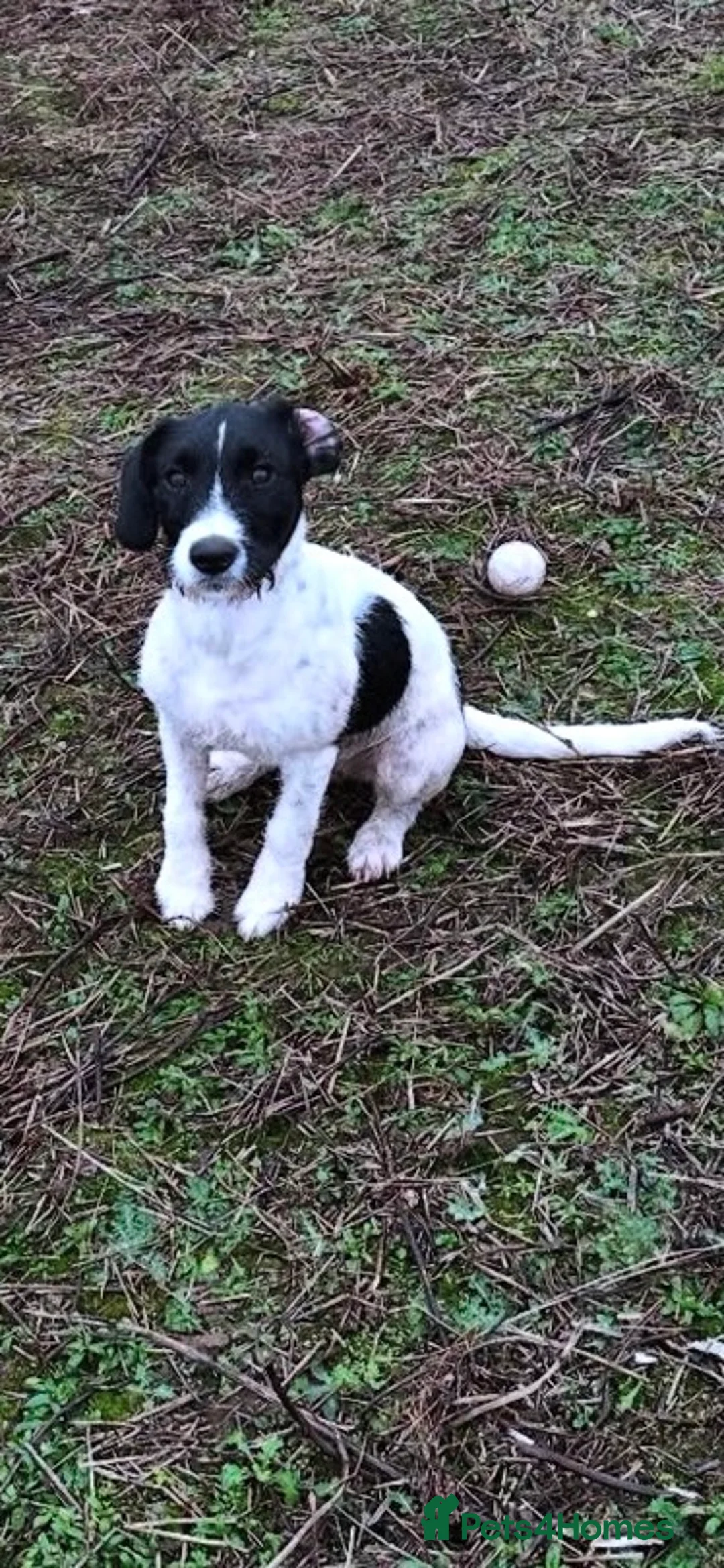 Mixed Breed dogs for sale: English springer spaniel x patterdale  - Advert 4