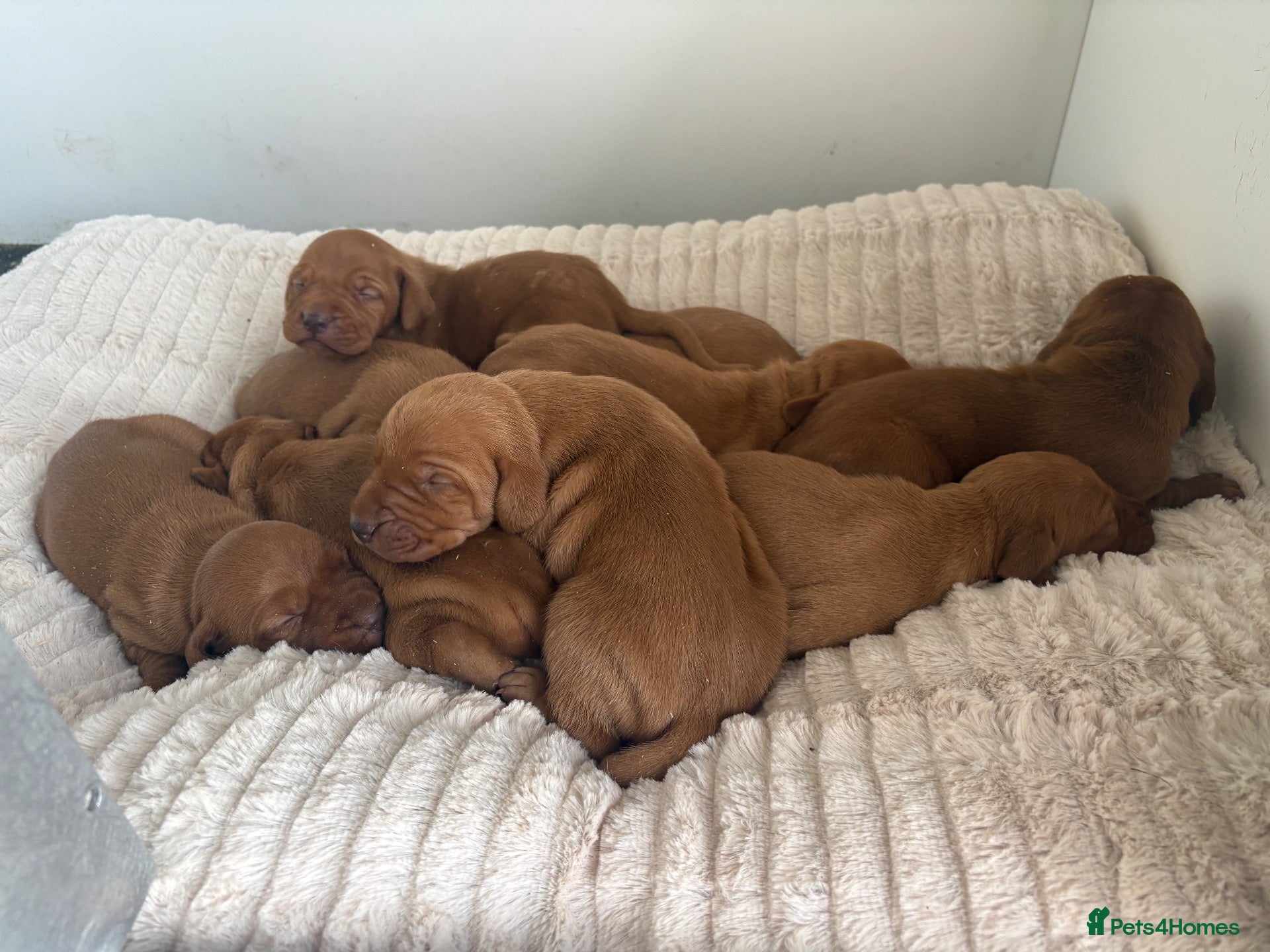 Hungarian Vizsla dogs KC Registered Hungarian Vizsla Puppies - Advert 12