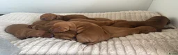 Hungarian Vizsla dogs for sale: KC Registered Hungarian Vizsla Puppies - Advert 1