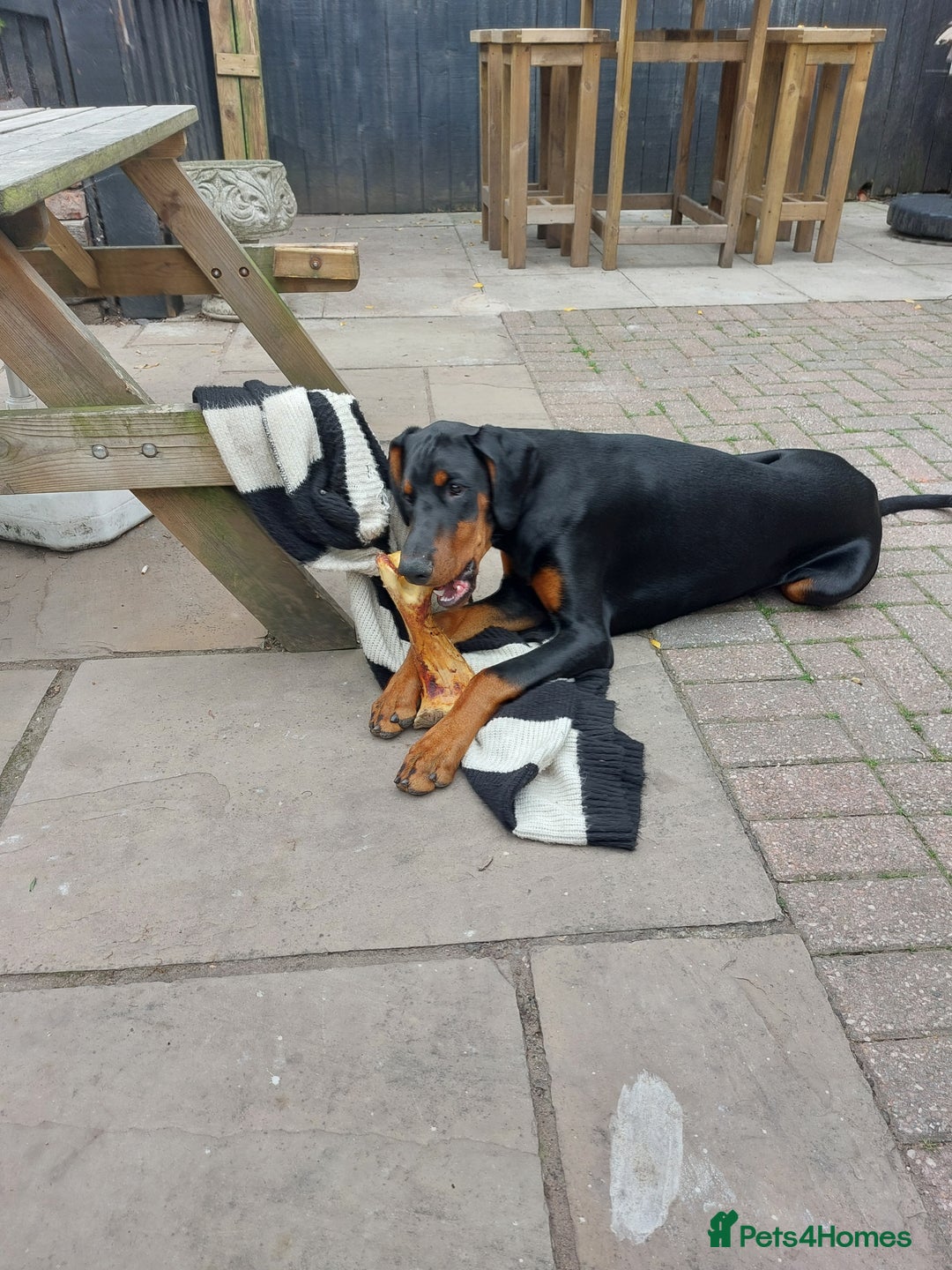 Dobermann dogs for stud: KC registered Black and Red Rust for stud - Advert 13