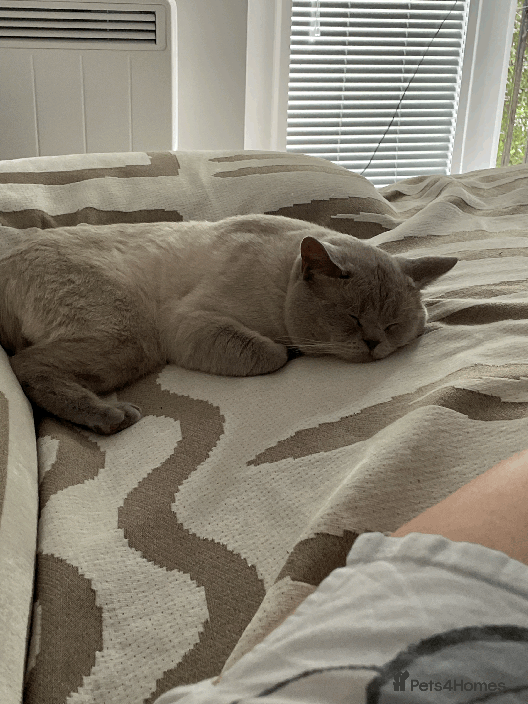 Ragdoll cats for sale: RAGDOLL x BSH KITTENS - Image 5