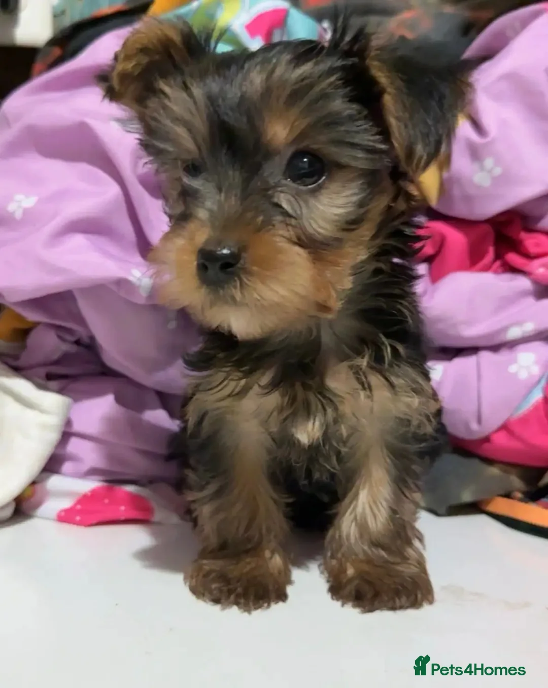 Yorkshire Terrier dogs for sale: Healthy Yorkshire Terrier puppies - Advert 4