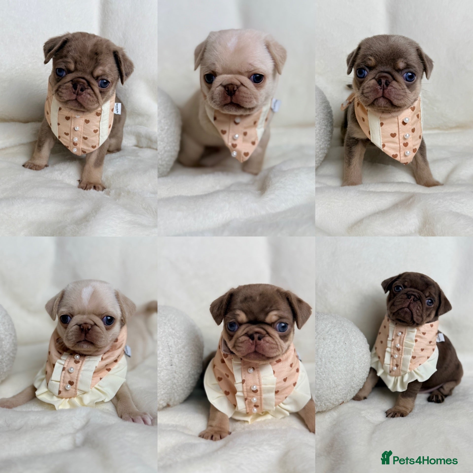 Pug dogs 3rd generation pugs 1 boy available  - Advert 1