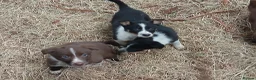 Border Collie dogs for sale: Farm collie puppies  - Advert 13
