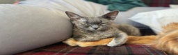 Devon Rex cats for sale: Female devon rex needs new home - Advert 5