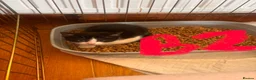 Mixed Breed cats for sale: Playful kittens  in Withernsea - Advert 3