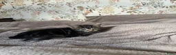 Mixed Breed cats for sale: mixed tabby kittens - Advert 8
