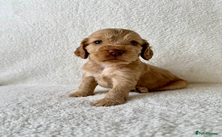 Cocker Spaniel dogs - Advert 1