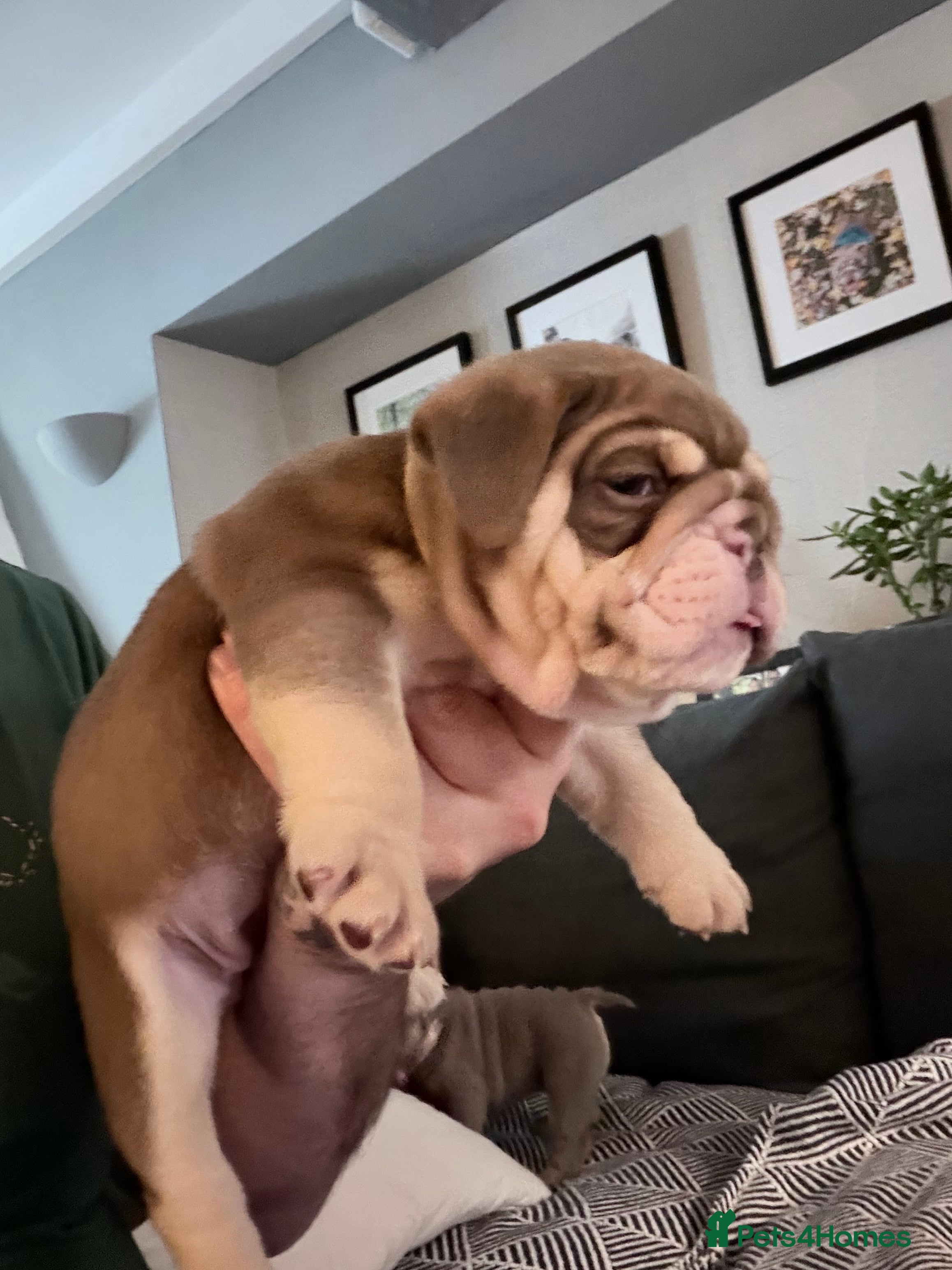 English Bulldog dogs KC English Bulldog Puppies Exceptional Quality  - Advert 4