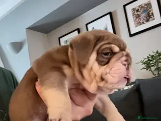 English Bulldog dogs KC English Bulldog Puppies Exceptional Quality - Advert 4