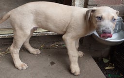 Mixed Breed dogs for sale: Mixed Breed w/Lurcher Mix Puppies ready for a home - Image 11
