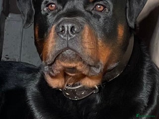 Rottweiler dogs in Wisbech - Advert 1