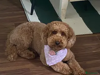 Mini Goldendoodle dogs Double doodle puppies 💚 - Advert 9