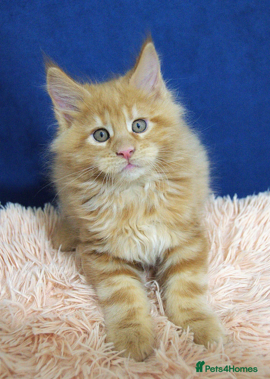 Maine Coon cats for sale: Affectionate pedigree boys  - Advert 2