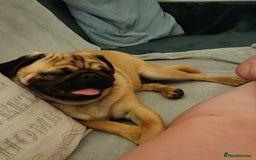 Pug dogs for sale: Stunning Apricot KC reg male pug - Image 6