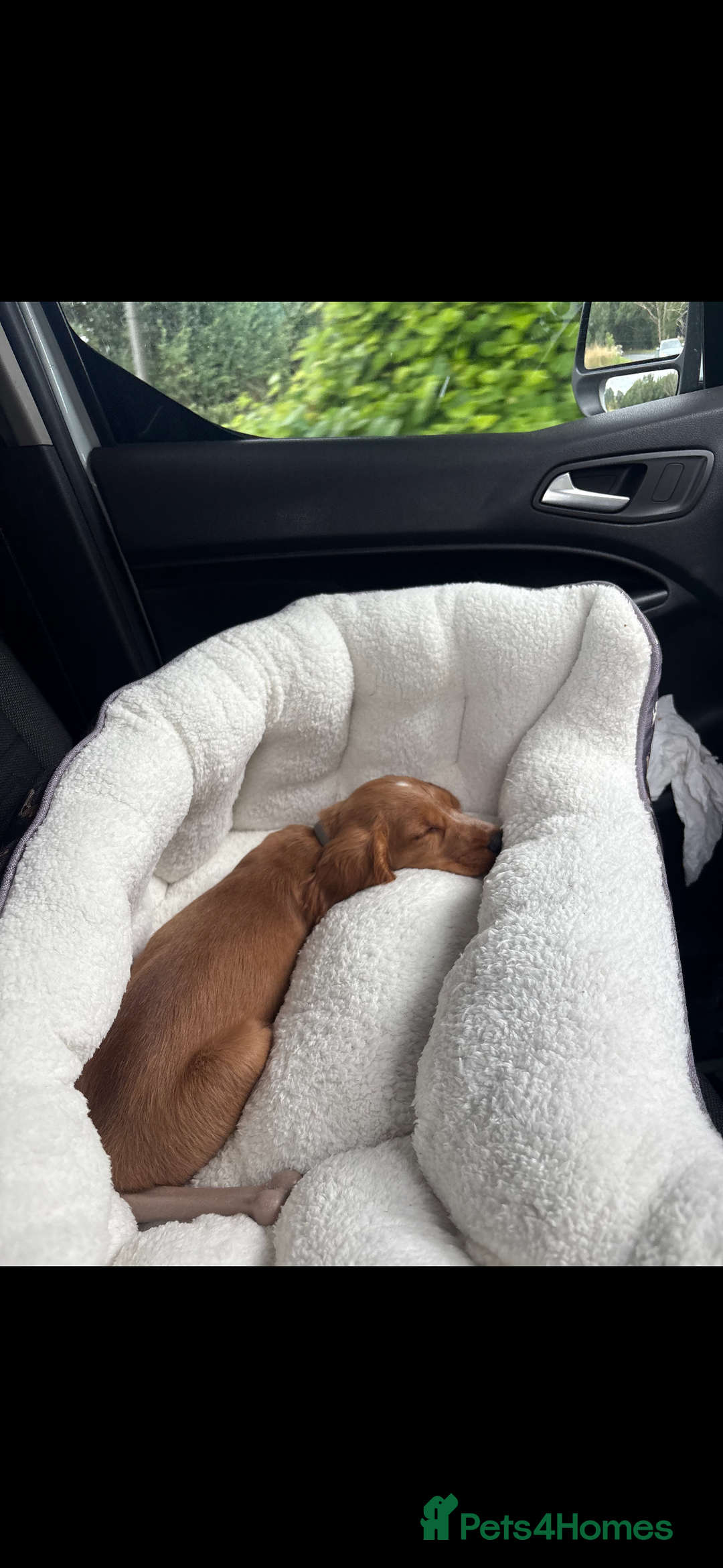 Cocker Spaniel dogs for sale: Red working cocker spaniel puppy 16wks  - Image 3