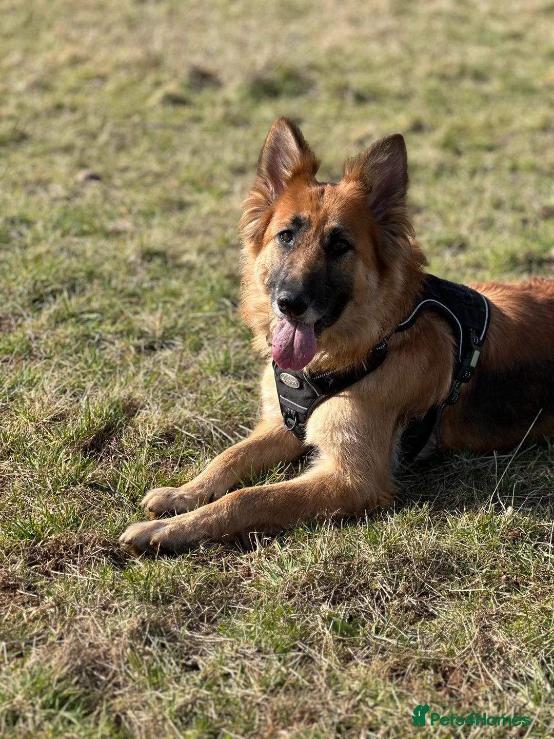 German Shepherd dogs for sale: 8yr old German Shepher Girl  - Advert 1